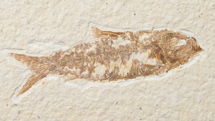 Bargain Knightia Fossil Fish - Wyoming #15965